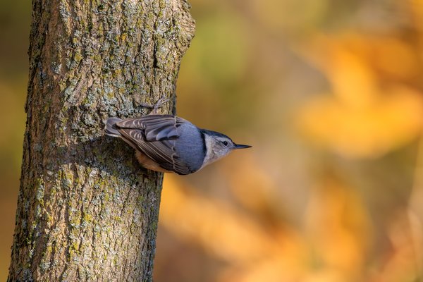 White-breasted Nuthatch
