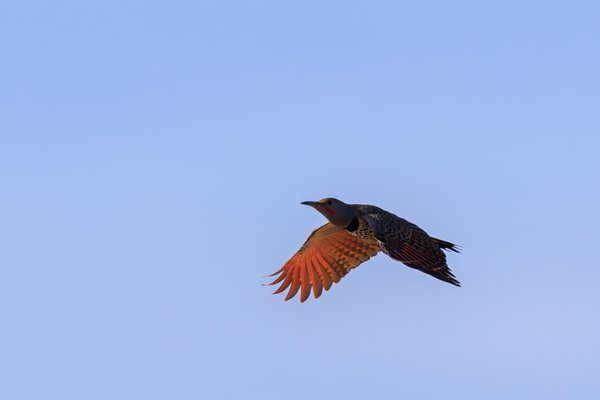 Northern Flicker