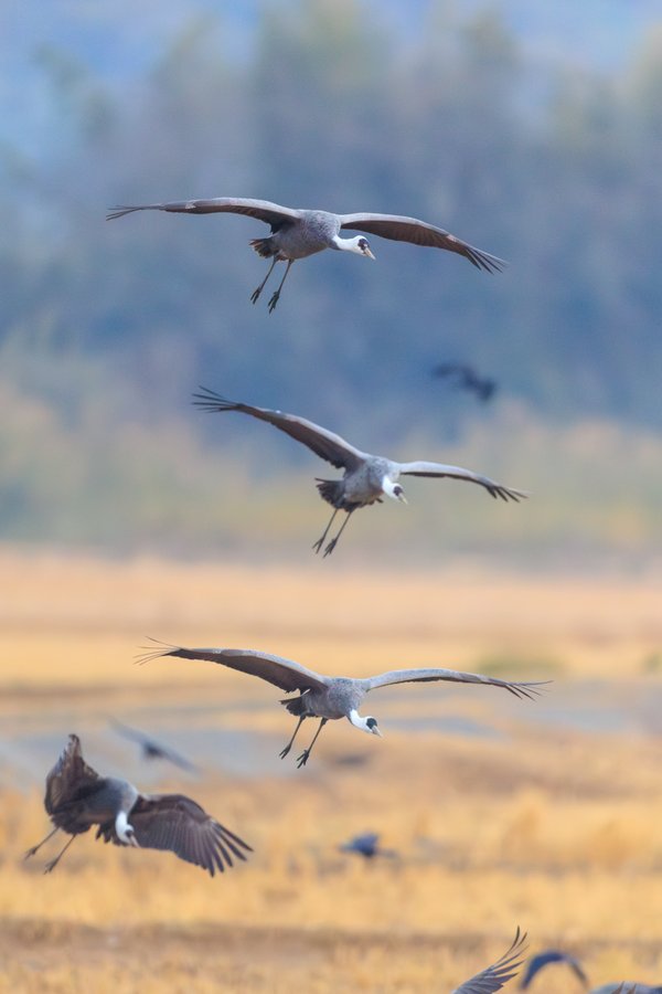 Hooded Crane