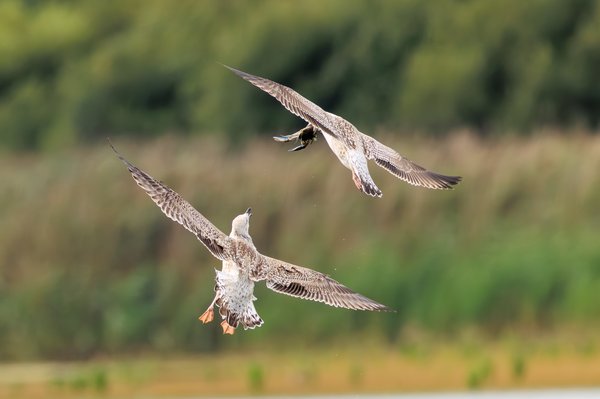 Herring Gull