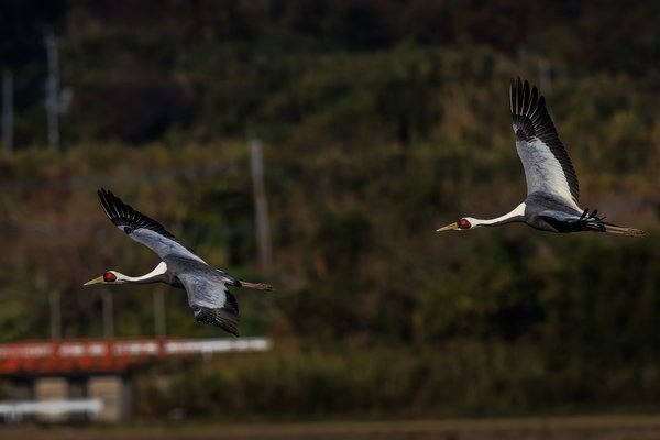 White-naped Crane
