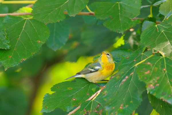 Northern Parula