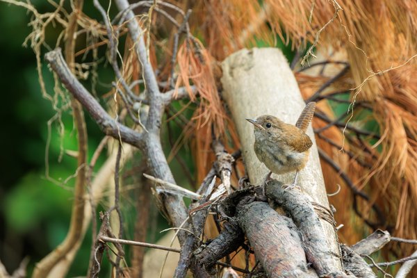 Carolina Wren
