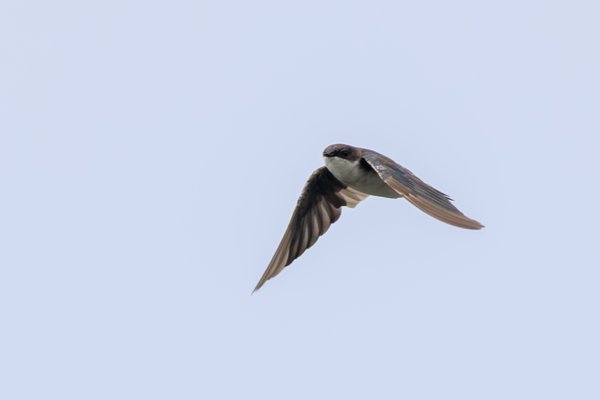 Tree Swallow