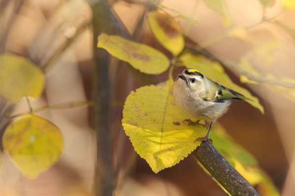 Golden-crowned Kinglet