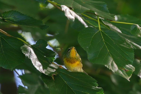 Northern Parula