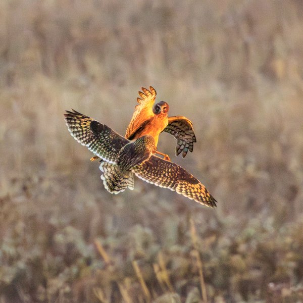 Short-eared Owl