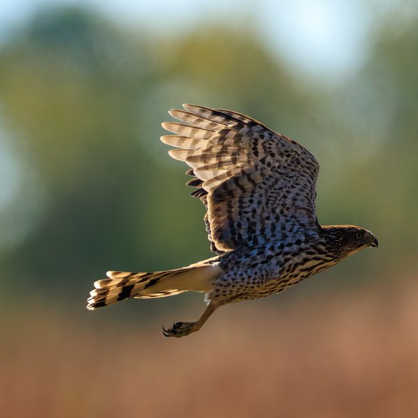 Cooper's Hawk