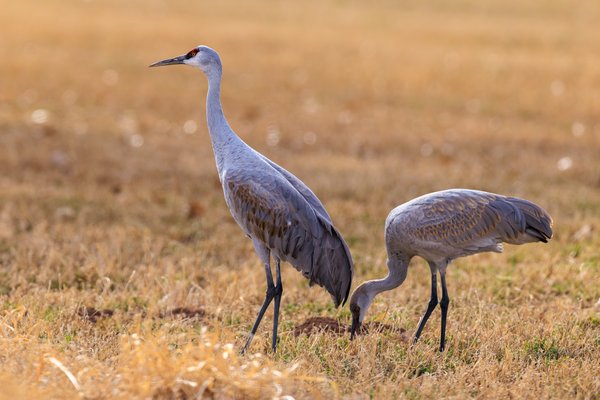 Sandhill Crane