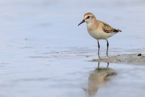 Semipalmated Sandpiper