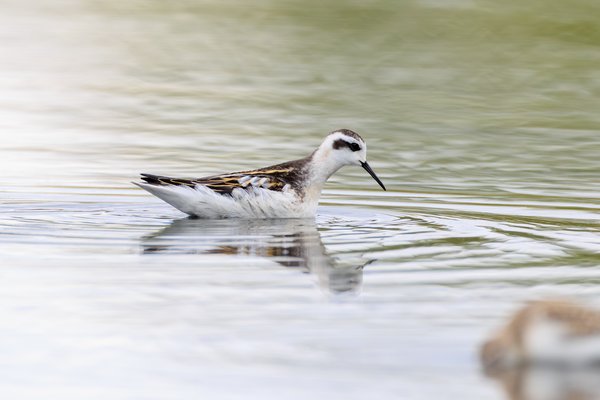 Red-necked Phalarope