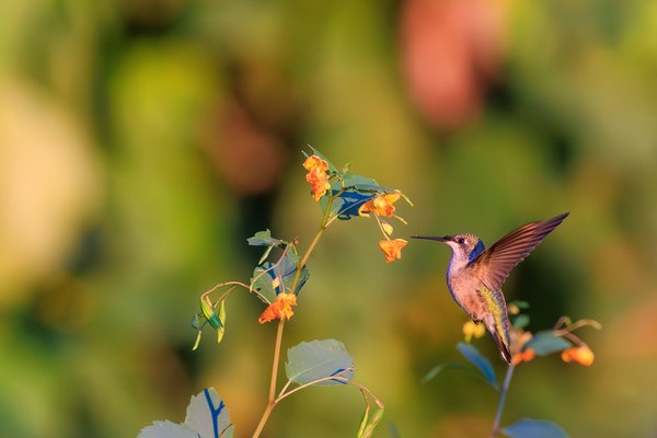 Ruby-throated Hummingbird