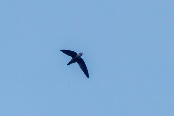 Chimney Swift