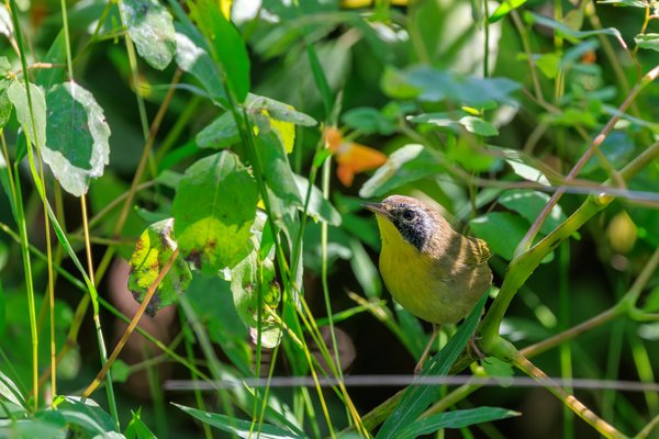 Common Yellowthroat
