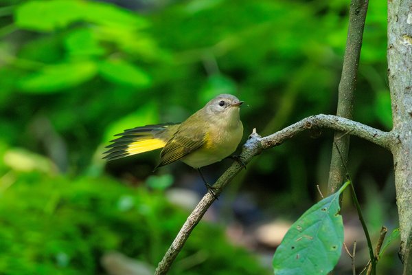American Redstart