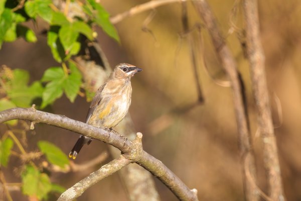 Cedar Waxwing