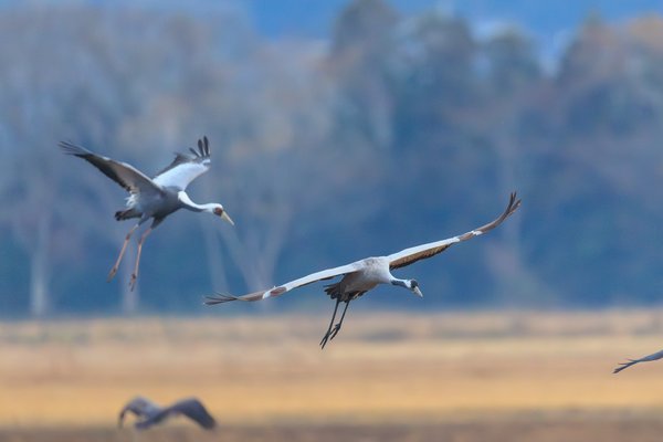 White-naped Crane