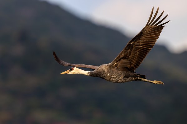 White-naped Crane
