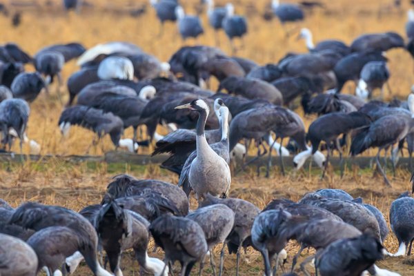 Common Crane