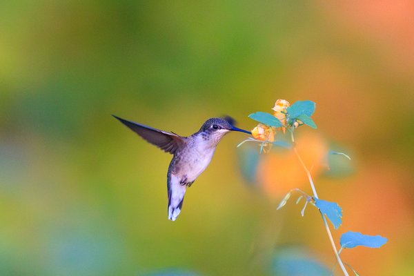 Ruby-throated Hummingbird