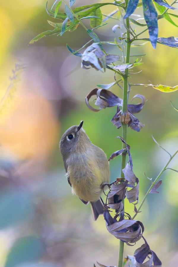 Ruby-crowned Kinglet