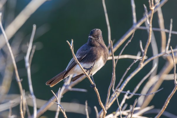Black Phoebe