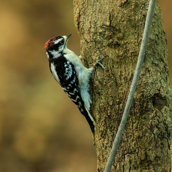Downy Woodpecker