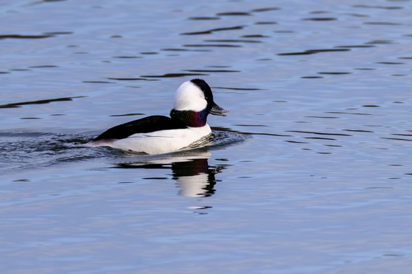 Bufflehead