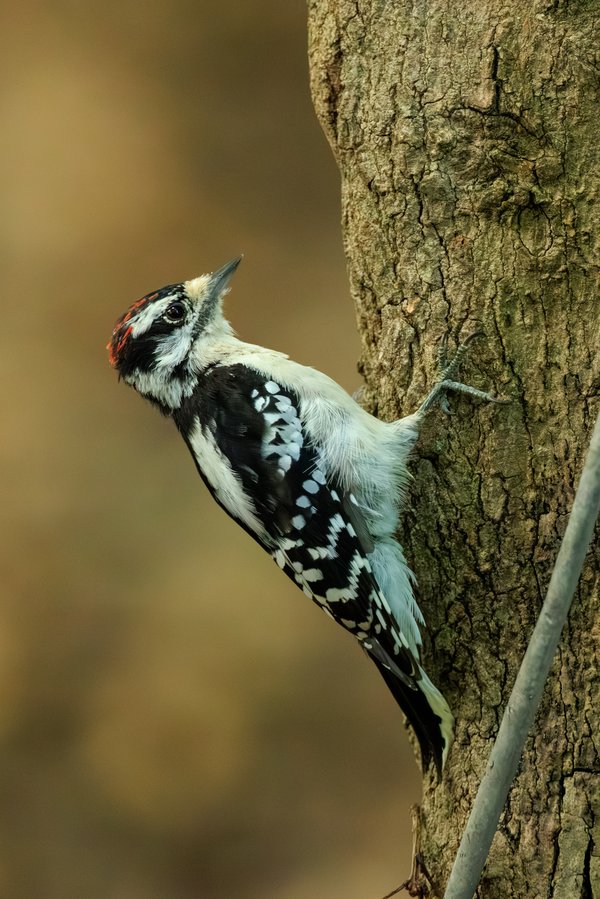 Downy Woodpecker