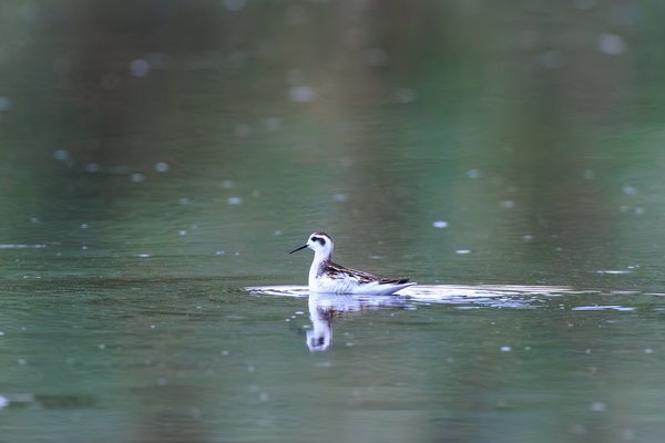 Red-necked Phalarope