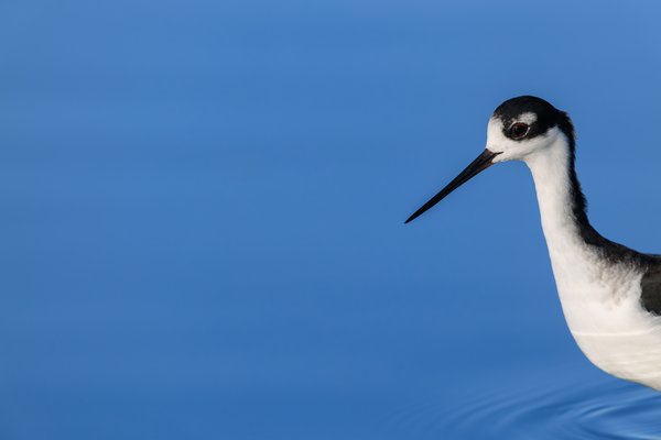 Black-necked Stilt