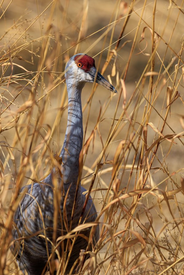 Sandhill Crane