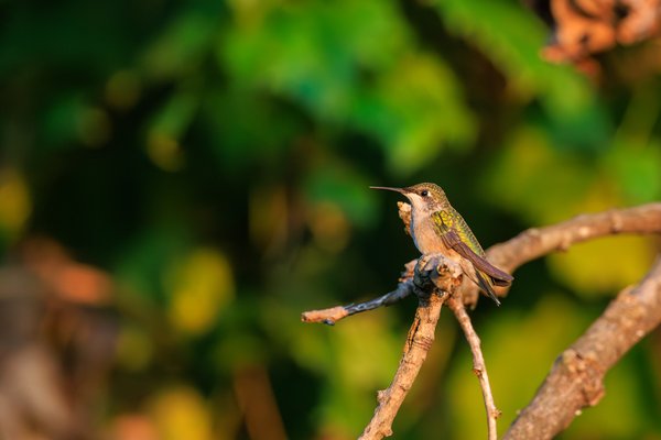Ruby-throated Hummingbird