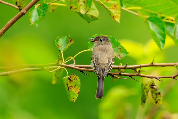 Eastern Wood-Pewee