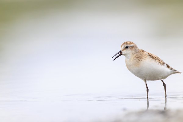Semipalmated Sandpiper