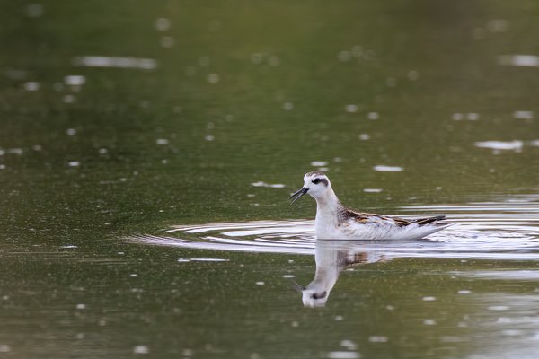 Red-necked Phalarope
