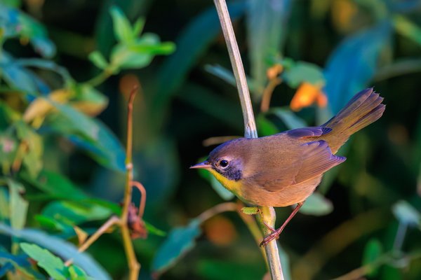 Common Yellowthroat