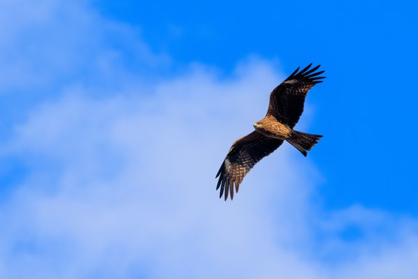 Black Kite