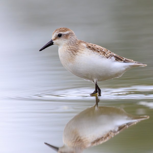 Semipalmated Sandpiper