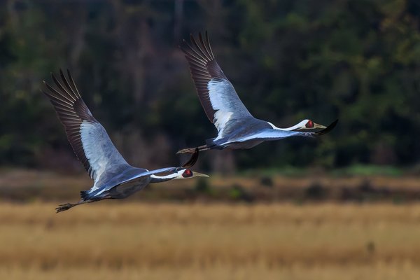 White-naped Crane