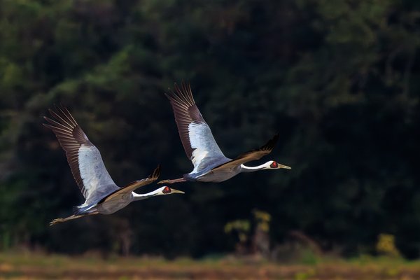 White-naped Crane