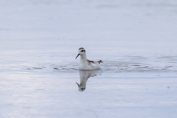 Red-necked Phalarope