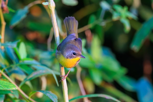 Common Yellowthroat