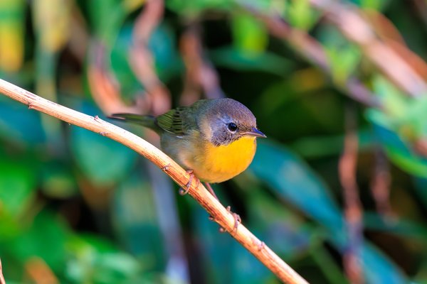 Common Yellowthroat