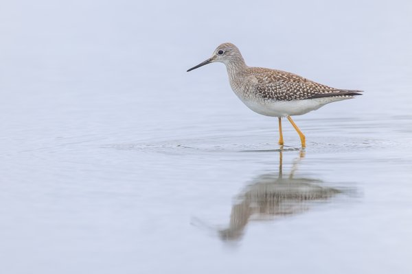 Lesser Yellowlegs