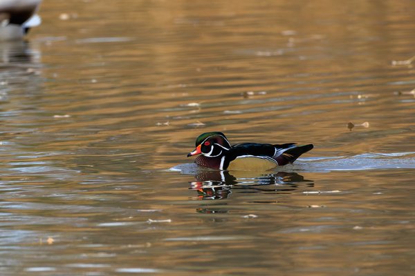 Wood Duck