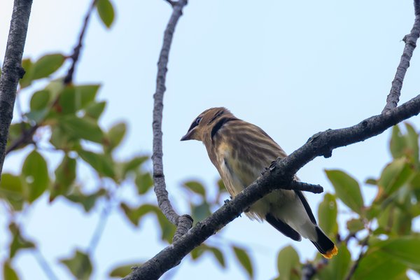 Cedar Waxwing