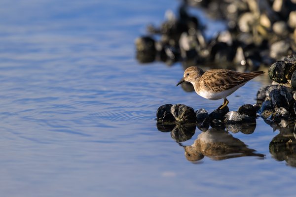 Least Sandpiper