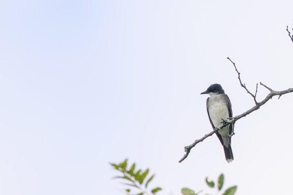 Eastern Kingbird
