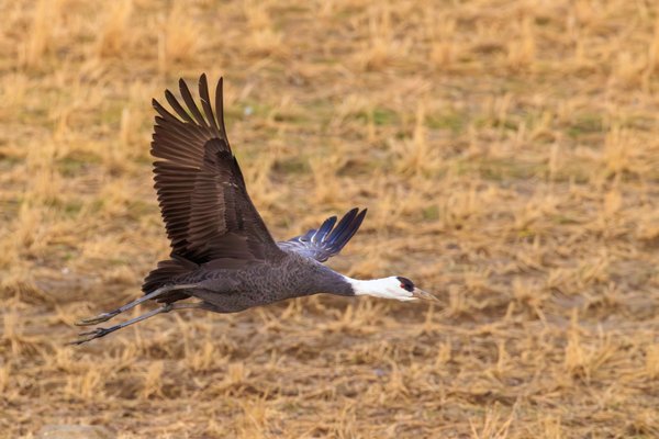 White-naped Crane
